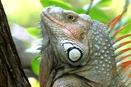GREEN IGUANA (Iguana iguana) (1-3-2020) key west, florida -03