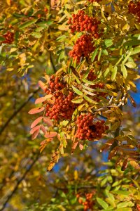 Season autumn colourful