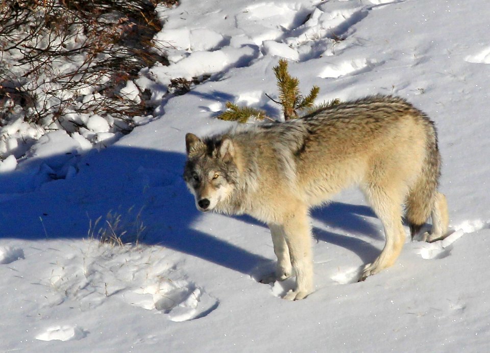 Yellowstone Delta Pack wolf