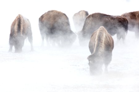 Bison grazing in Terrace Spring outlet