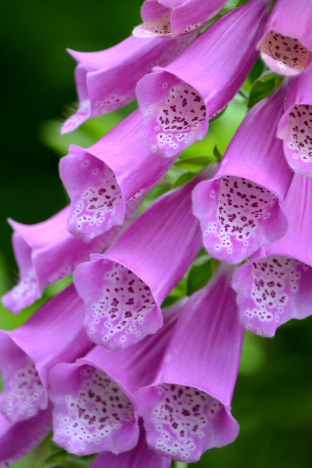 Vibrant blooming pink