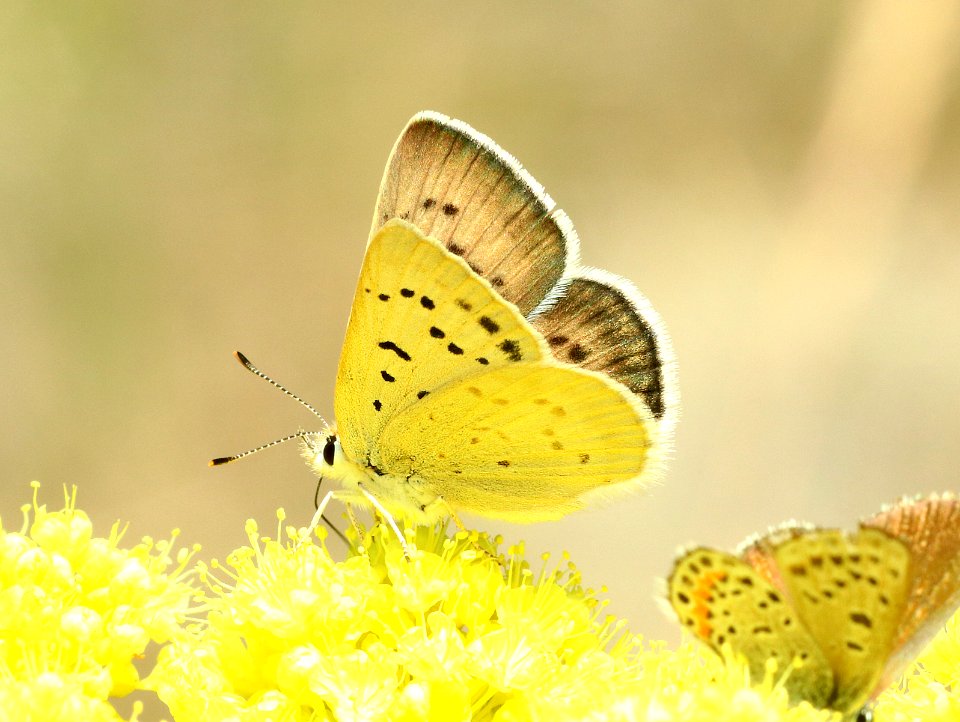 COPPER, BLUE (Lycaena heteronea) (6-26-2018) wallowa co, or -03