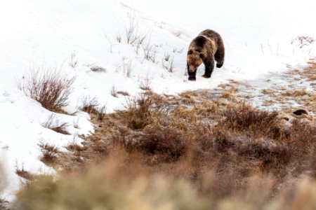Grizzly boar walks along the edge of Blacktail Ponds
