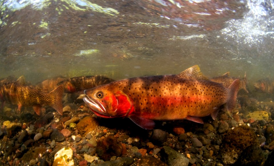 Spawning cutthroat trout