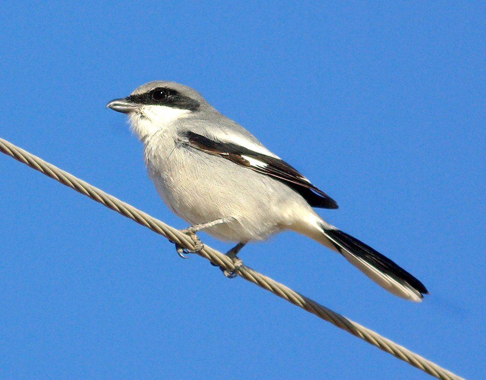 616 - LOGGERHEAD SHRIKE (11-7-08) carrizo plain, slo co, ca