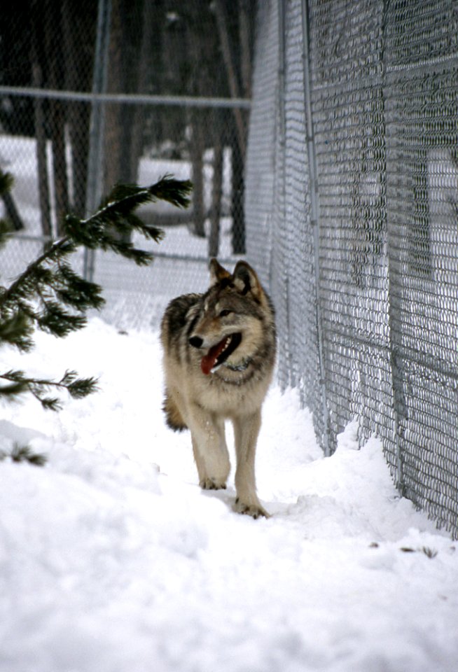 Sawtooth wolf pup walking fence line in Nez Perce Pen