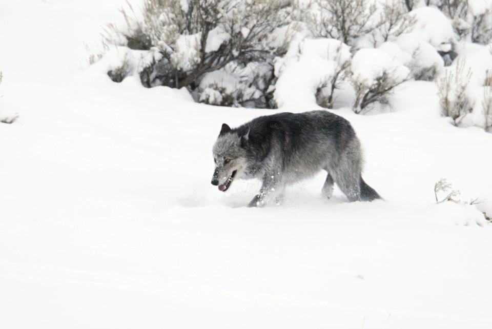 Black and grey wolf (female from Druid pack, "Half Black") walking in snow near Lamar River bridge