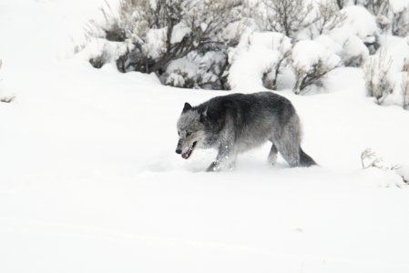 Black and grey wolf (female from Druid pack, "Half Black") walking in snow near Lamar River bridge