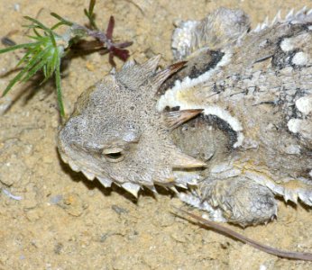 09-038 Horned Lizard (Phyrnosoma coronatum)