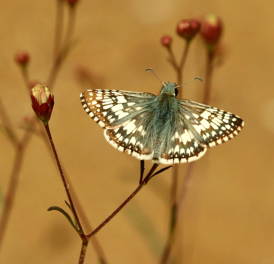 CHECKERED-SKIPPER, COMMON or WHITE (Pyrgus sp) (10-3-2019) rte 59, bradshaw mts, yavapai co, az -01