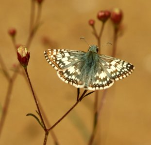 CHECKERED-SKIPPER, COMMON or WHITE (Pyrgus sp) (10-3-2019) rte 59, bradshaw mts, yavapai co, az -01