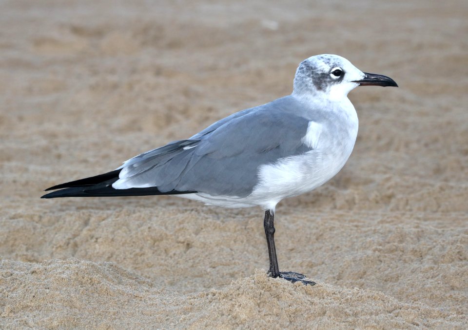 354 - LAUGHING GULL (11-8-2016) boca chica beach, cameron co, tx (3)