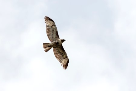 Red-tailed hawk - Buteo jamaicensis photo
