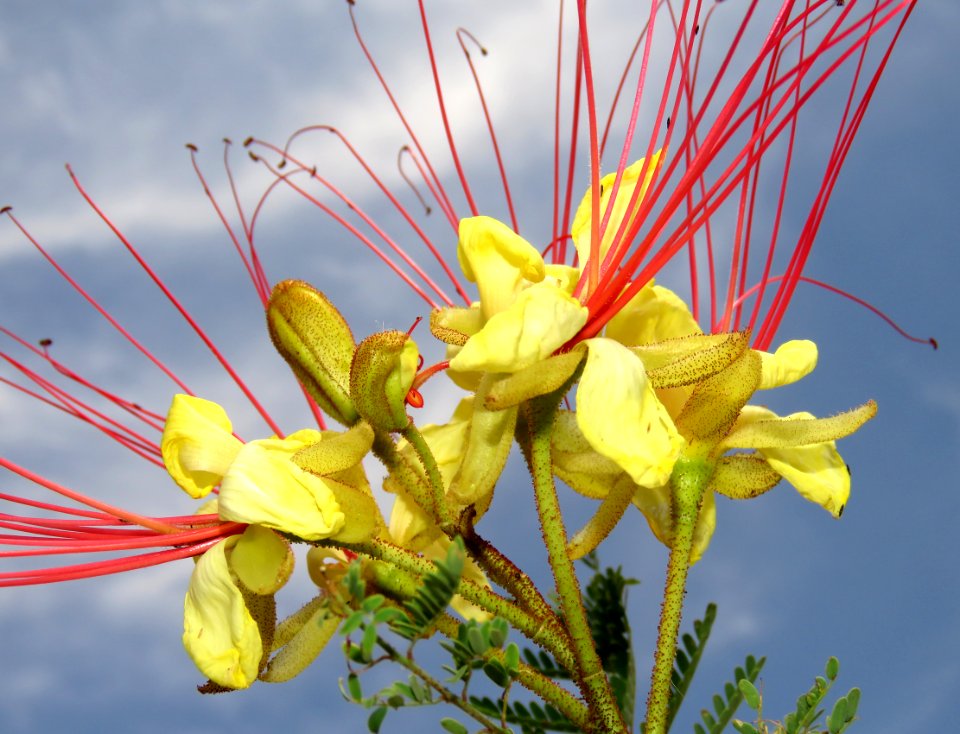MEXICAN BIRD OF PARADISE (Caesalpinia mexicana) (5-9-2020) hereford, cochise co, az -05