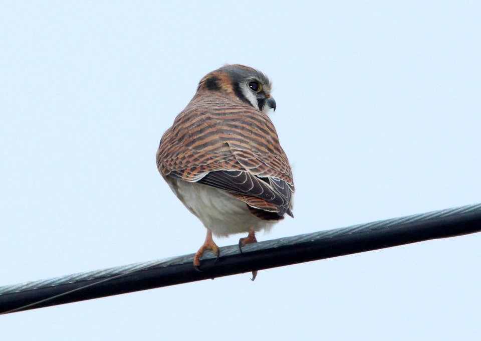 KESTREL, AMERICAN (12-9-09) slo co, ca -01