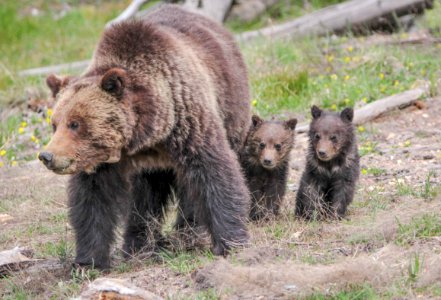 Gizzly sow and cubs near Roaring Mountain