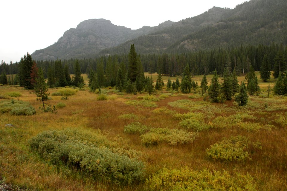 Fall colors along Soda Butte Creek
