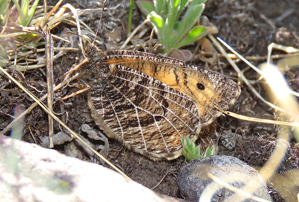 ARCTIC, ALBERTA (Oeneis alberta) (5-23-2020) terry flats, escdilla mts, apache co, az -16