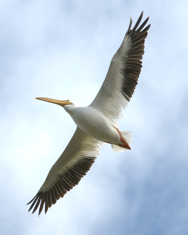 White Pelican