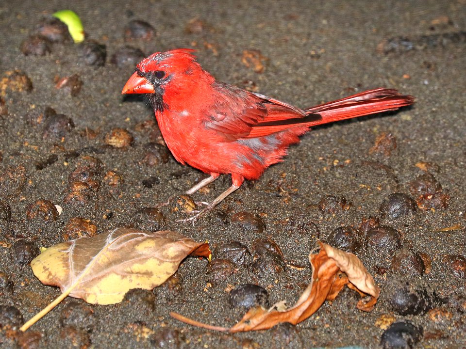 NORTHERN CARDINAL (8-28-2017) keauhou bay, kona coast, hawaii co, hawaii -04 immature