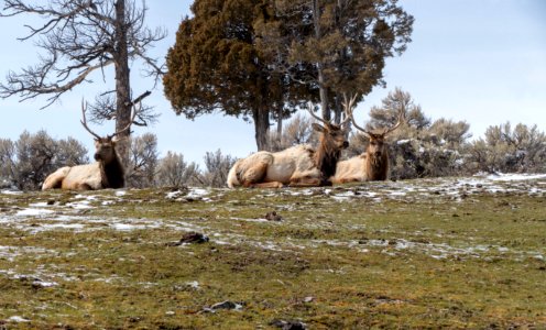 Bull elk at Mammoth Hot Springs photo