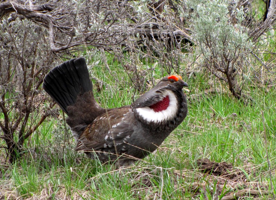 Breeding male dusky grouse
