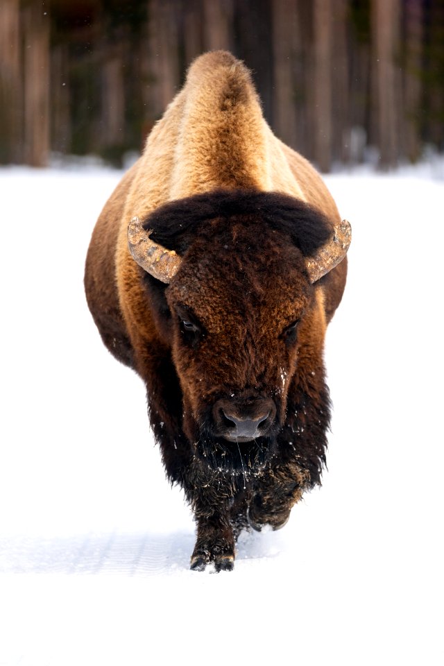 Bull bison with a runny nose walks in the road near Midway Geyser Basin