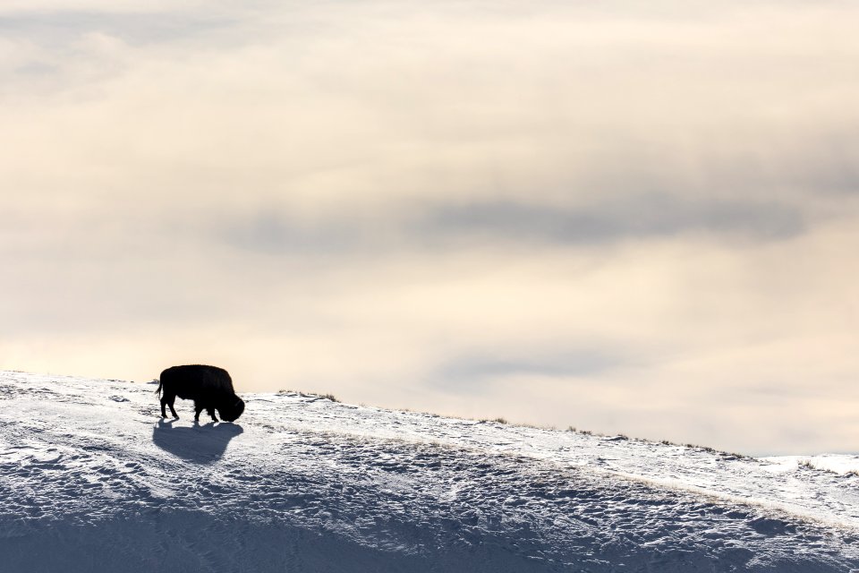 Lone Bison silhouette in Hayden Valley