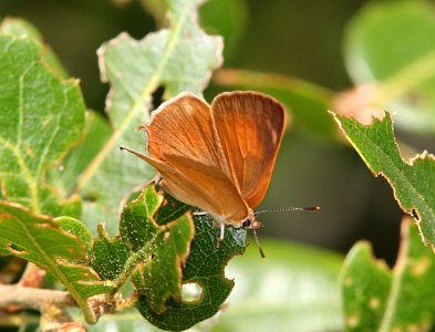 HAIRSTREAK, GOLDEN (habrodais grunus) (7-1-08) cerro alto, slo co, ca