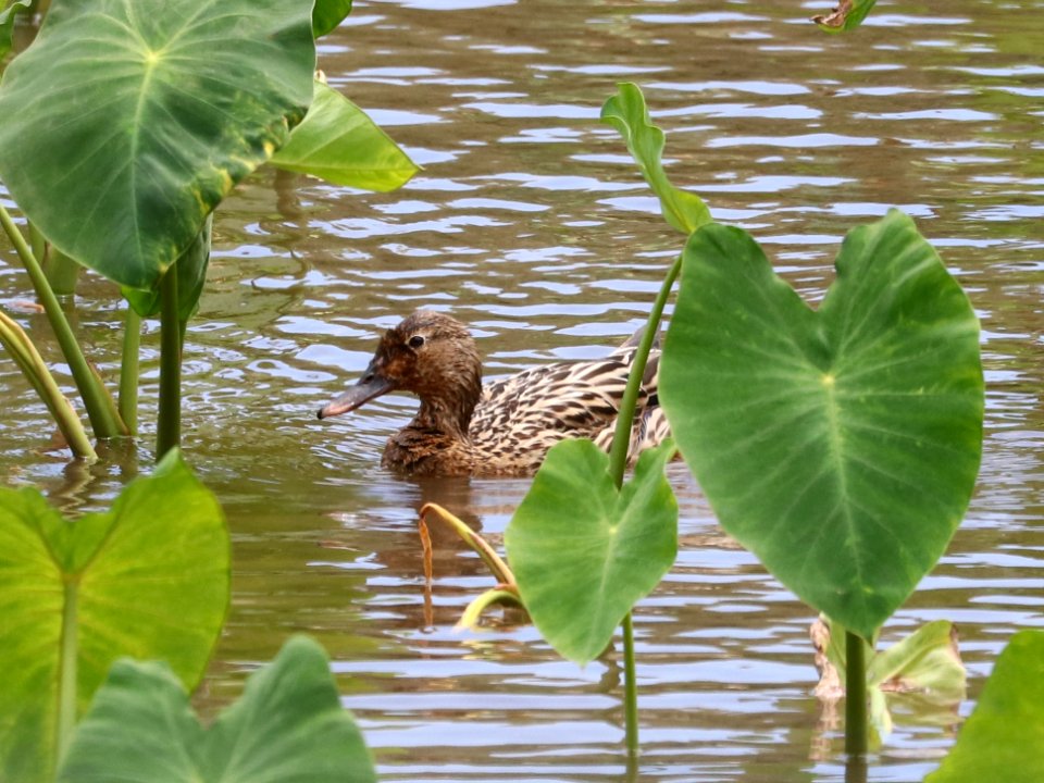 HAWAIIAN DUCK (4-28-2018) hanalei nat wildlife refuge, kauai co, hawaii -04