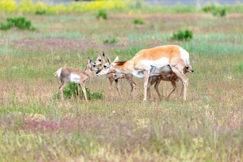 Pronghorn mother and three fawns (3)