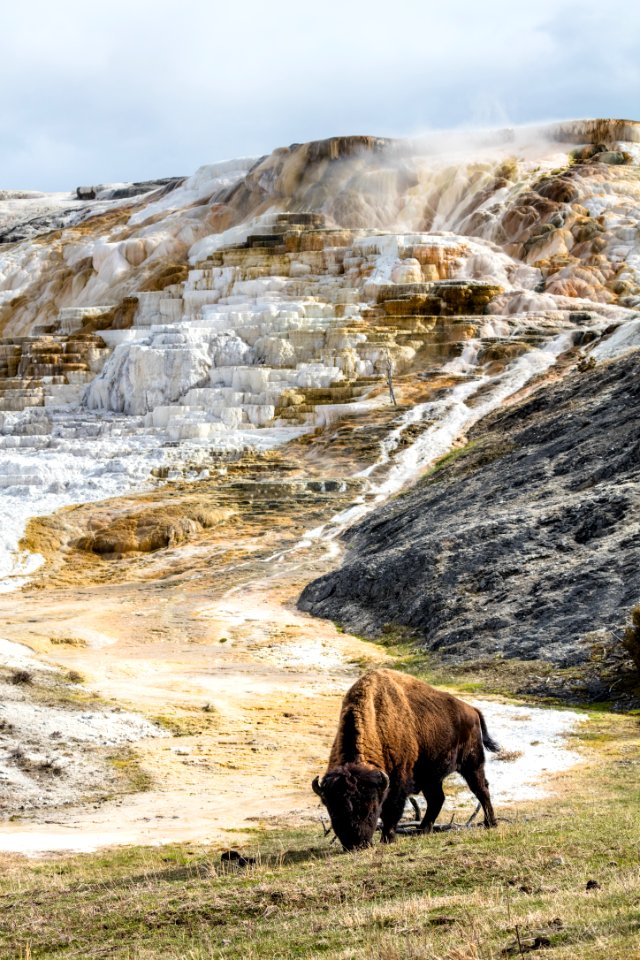 Bison grazing in front of Palette Spring
