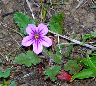 STORKBILL, LONG-BEAKED (erodium botrys)  (3-24-07) canet