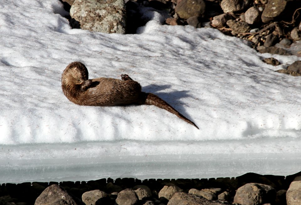 River otter preening