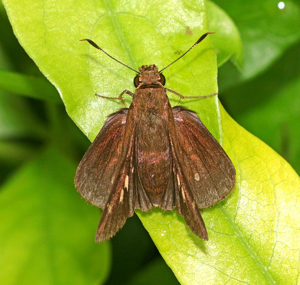 SKIPPER, DOUBLE-DOTTED (Decinea percosius) (11-14-2016) sabal palm, cameron co, tx -08