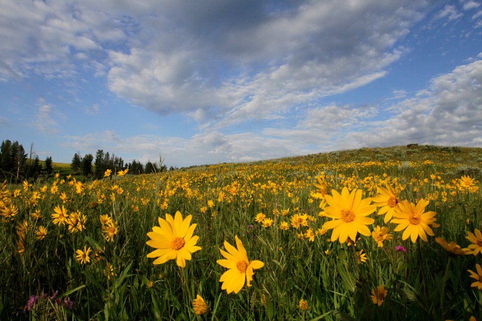 Helianthella flowers