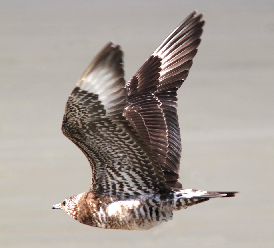 397 - PARASITIC JAEGER (11-27-12) juv., strand beacch, morro bay, slo co, ca  (7)