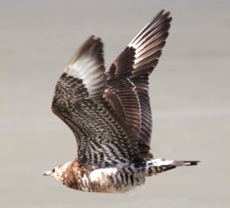 397 - PARASITIC JAEGER (11-27-12) juv., strand beacch, morro bay, slo co, ca  (7)