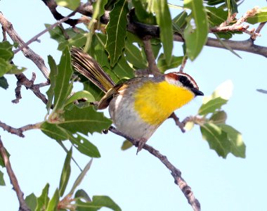 845 - RUFOUS-CAPPED WARBLER (5-8-2020) guindani trail, whetstone mts, cochise co, az -16
