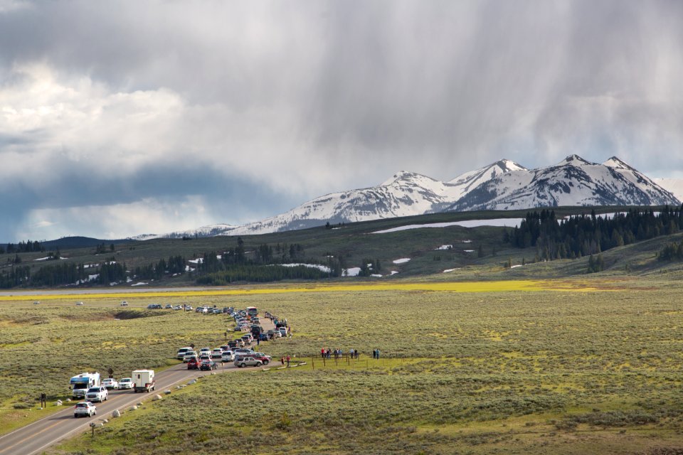 A bear jam near Mammoth Hot Springs