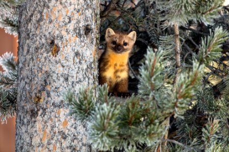 Marten in a tree (2) photo