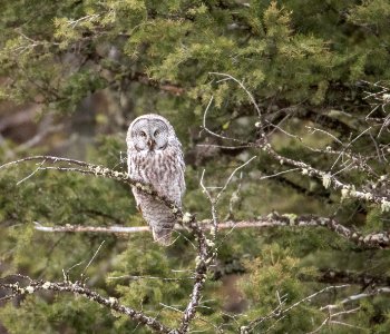 Great Gray Owl