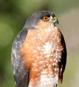 216 - SHARP-SHINNED HAWK (11-30-08) canet rd, slo, ca (5)