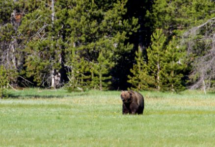 Grizzly bear