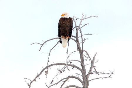 Bald Eagle Perched along the Yellowstone River photo