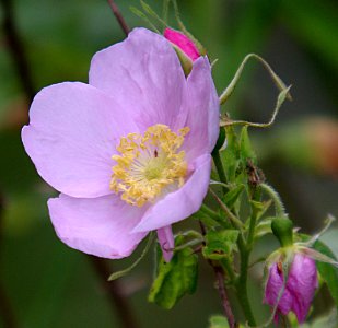WILD ROSE (rosa californica ) (7-31-07) -1