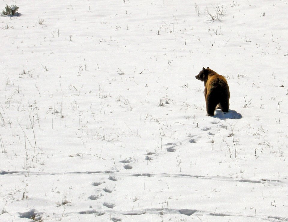 Black bear