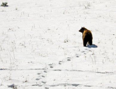 Black bear