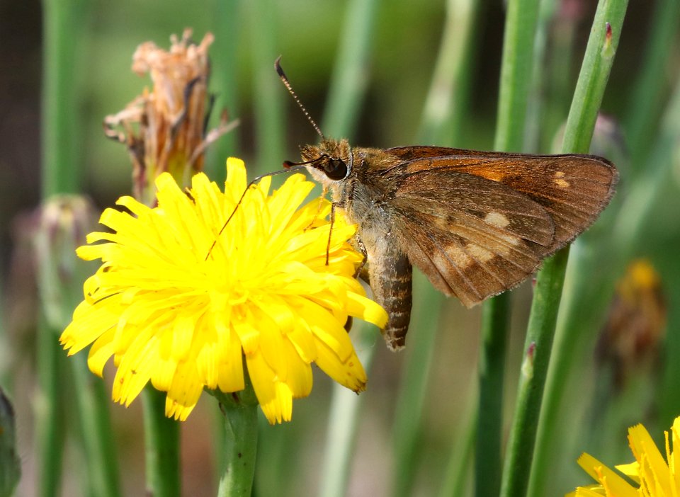 SKIPPER, BROAD-WINGED (Poanes viator) (6-4-2017) railroad ditch road, great dismal swamp nwr, virginia-10