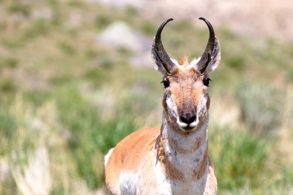 Pronghorn near the North Entrance